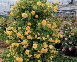 BloomHaven – Majestic Climbing Rose Seeds