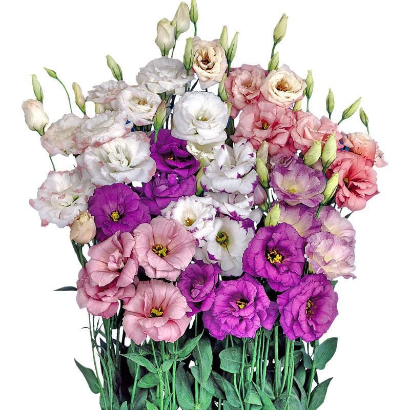 FloraDelight - Thornless Roses in Pink, Blue & Purple