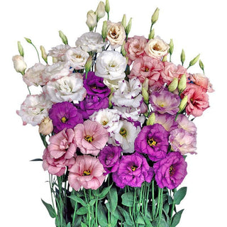 FloraDelight - Thornless Roses in Pink, Blue & Purple