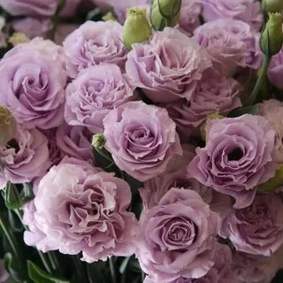 PetalSerenity – Premium Lisianthus Seeds