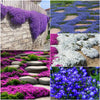 EcoCarpet – Creeping Thyme Lawn Cover Seeds