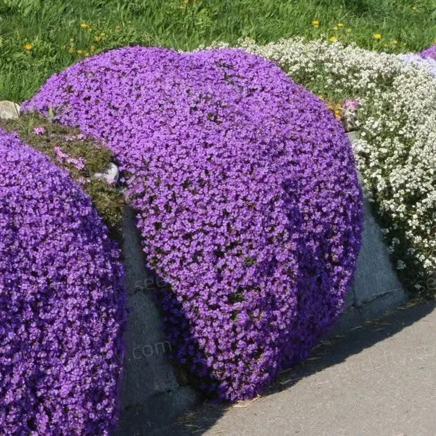 EcoCarpet – Creeping Thyme Lawn Cover Seeds