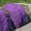 EcoCarpet – Creeping Thyme Lawn Cover Seeds