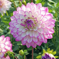 Water Lily