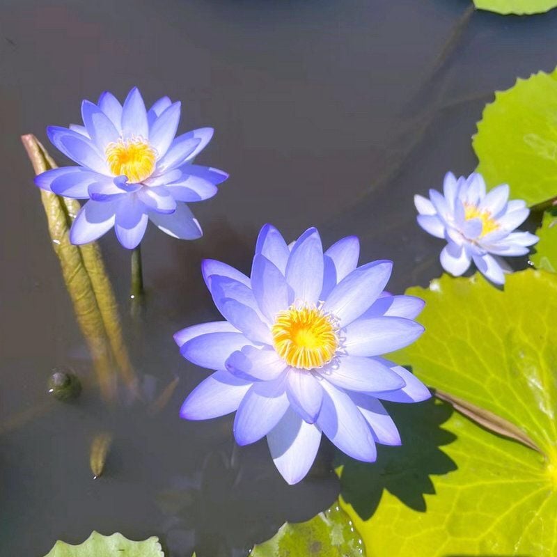 LotusBloom – Sacred Bonsai Bowl Seeds
