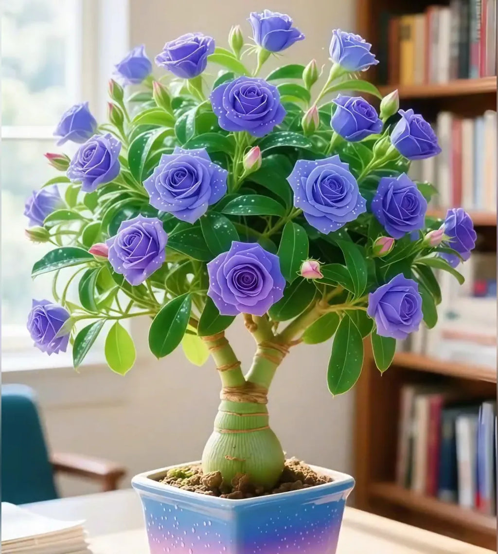PetalNova – Exotic Desert Rose for Vibrant Gardens