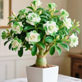 Green-White