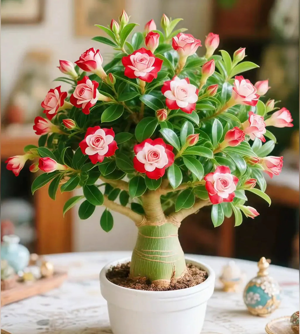 PetalNova – Exotic Desert Rose for Vibrant Gardens