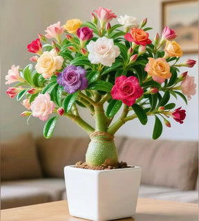 PetalNova – Exotic Desert Rose for Vibrant Gardens