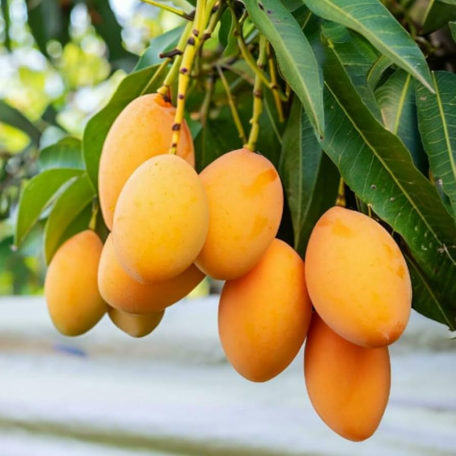 Mango Majesty – Tropical Grow Kit