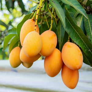 Mango Majesty – Tropical Grow Kit