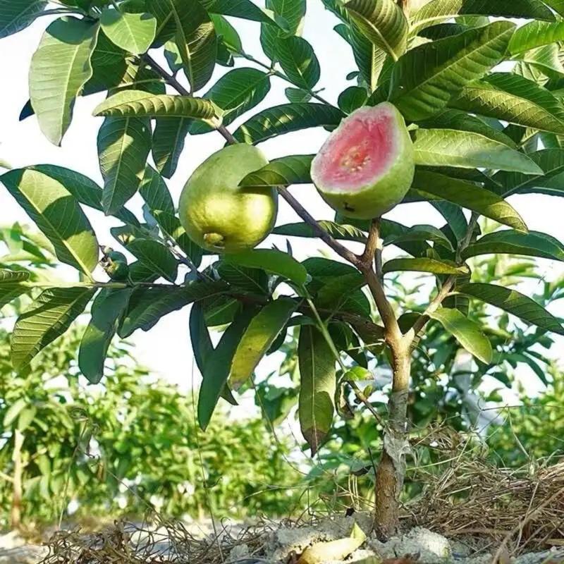 🌱Guava seeds, suitable for potted plants, greenhouses and outdoor gardens