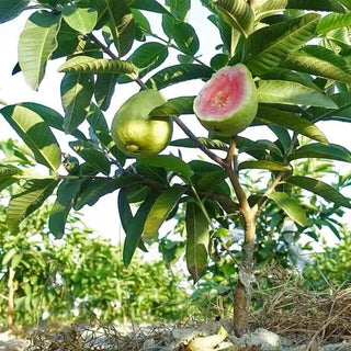 🌱Guava seeds, suitable for potted plants, greenhouses and outdoor gardens