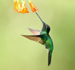 HummiNest – Wooden Hanging Hummingbird Feeder