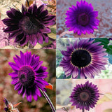 RoyalBloom - Purple Giant Sunflower Seeds