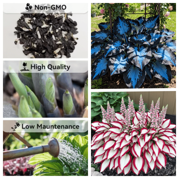 CalmBloom - Perennial Hosta Seeds for Soothing Green Corners