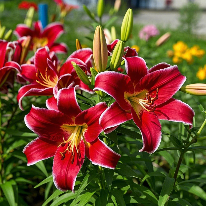 ScentedBliss - Long-Blooming Lily Bulbs