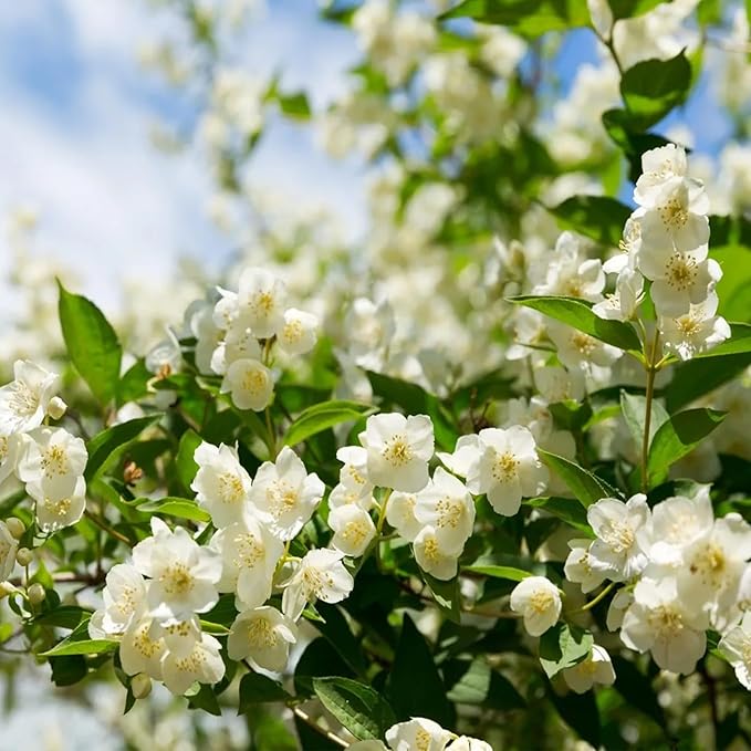 BlossAura – Fragrant Jasmine Potted Charm