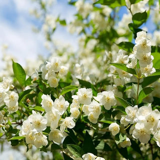 BlossAura – Fragrant Jasmine Potted Charm