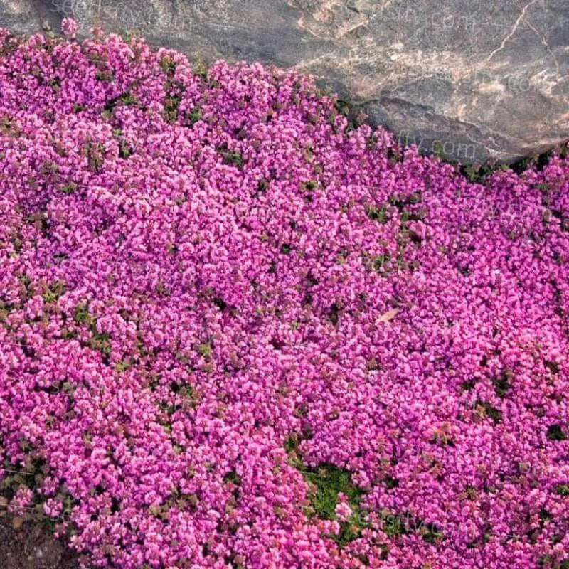 EcoCarpet – Creeping Thyme Lawn Cover Seeds