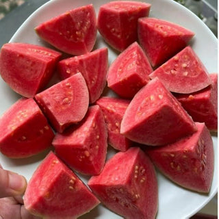 🌱Guava seeds, suitable for potted plants, greenhouses and outdoor gardens