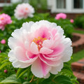 Pink Peach