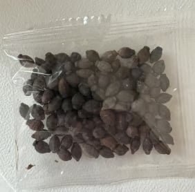 BlossAura – Fragrant Jasmine Potted Charm