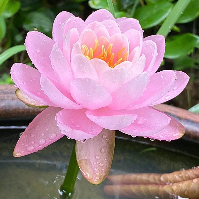 LotusBloom – Sacred Bonsai Bowl Seeds