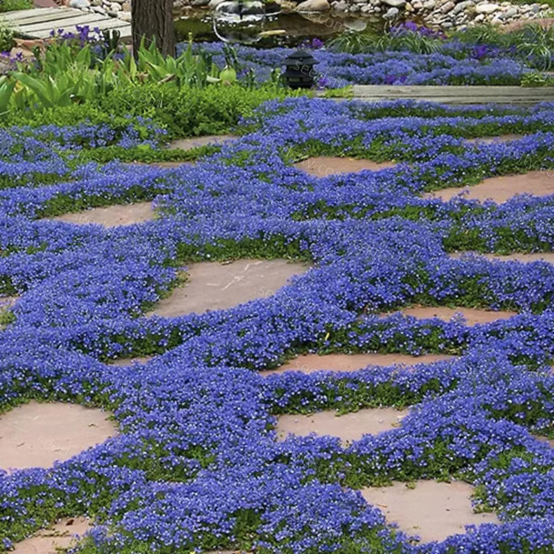EcoCarpet – Creeping Thyme Lawn Cover Seeds