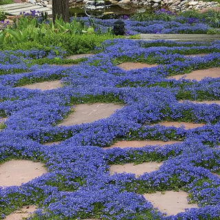 EcoCarpet – Creeping Thyme Lawn Cover Seeds