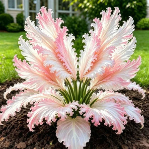 GardenGrace – Swan Feather Hosta Bulbs Collection