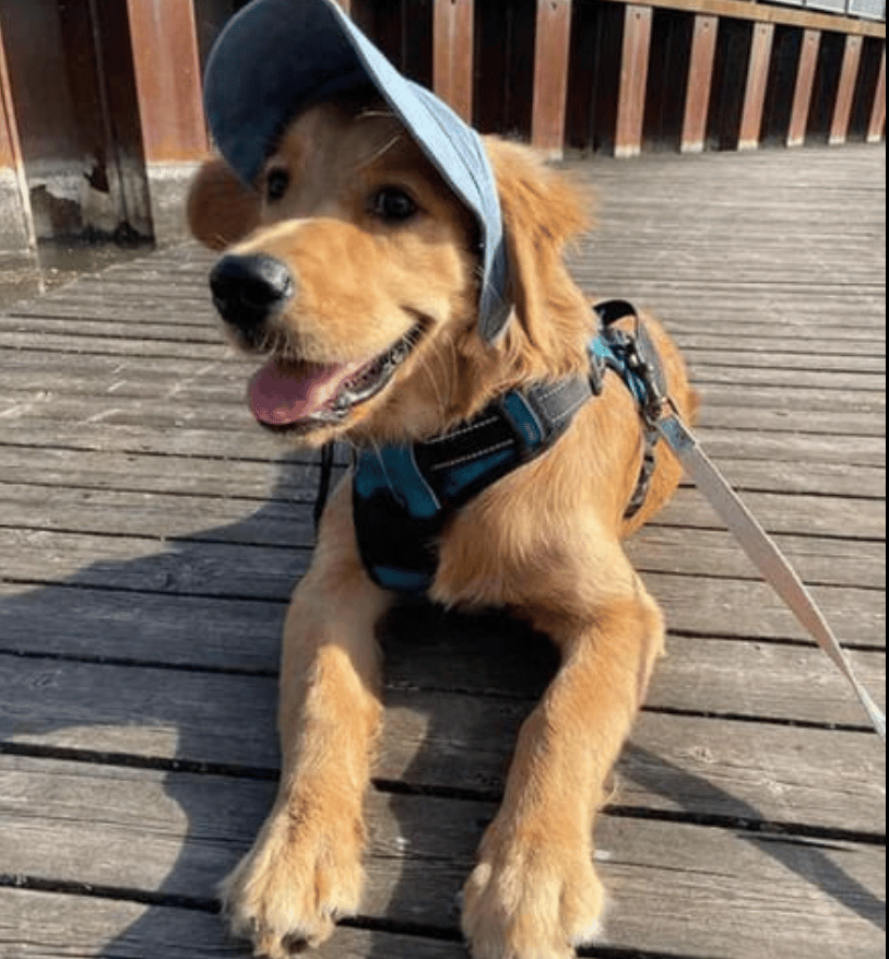 DoggoShade - Comfort & Sun Protection