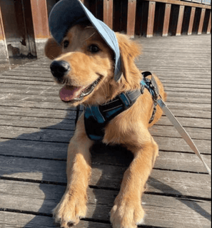 DoggoShade - Comfort & Sun Protection