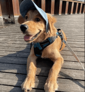 DoggoShade - Comfort & Sun Protection