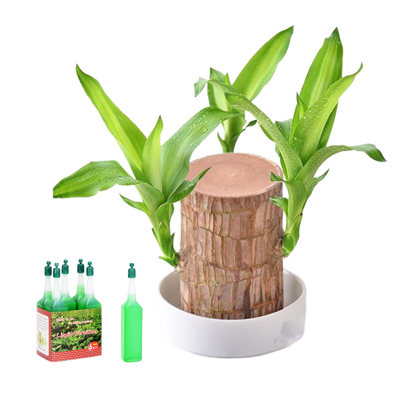 GreenAura - Brazilian Wood Plant