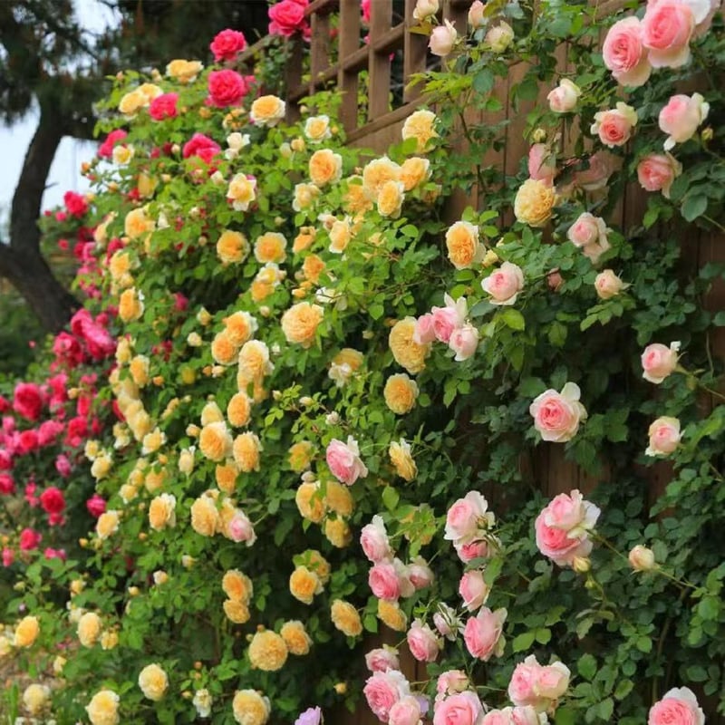 BloomHaven – Majestic Climbing Rose Seeds