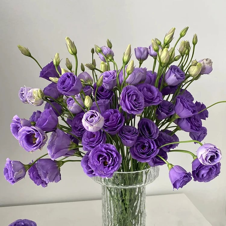 FloraDelight - Thornless Roses in Pink, Blue & Purple