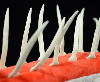 HalluPlush – Cambrian Creature Soft Toy