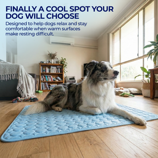❄️🐶 So bleibt Ihr Hund den ganzen Sommer über schön kühl – die „Instant Ice-Silk“-Kühlmatte für sofortigen Komfort! 🐾🔥