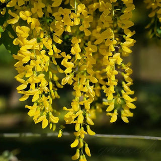 EndlessBloom – Cascading Garden Elegance