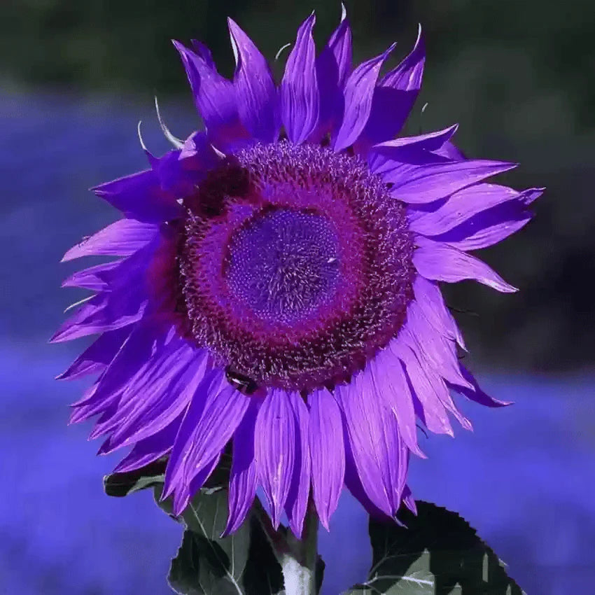 RoyalBloom - Purple Giant Sunflower Seeds