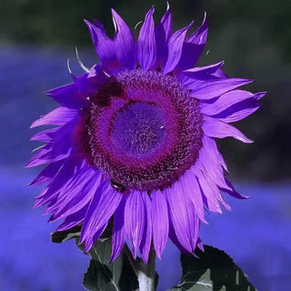 RoyalBloom - Purple Giant Sunflower Seeds