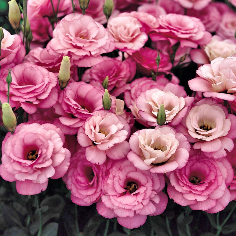 PetalSerenity – Premium Lisianthus Seeds
