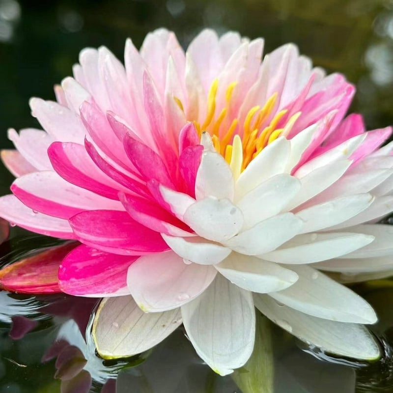 LotusBloom – Sacred Bonsai Bowl Seeds