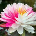 Pink white