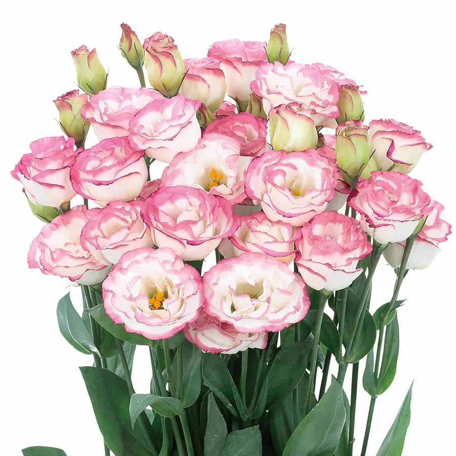 FloraDelight - Thornless Roses in Pink, Blue & Purple