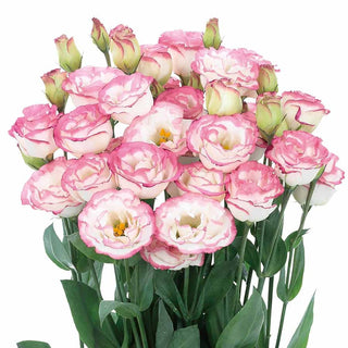 FloraDelight - Thornless Roses in Pink, Blue & Purple
