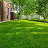 EverLush - All Season Dwarf Grass Seed