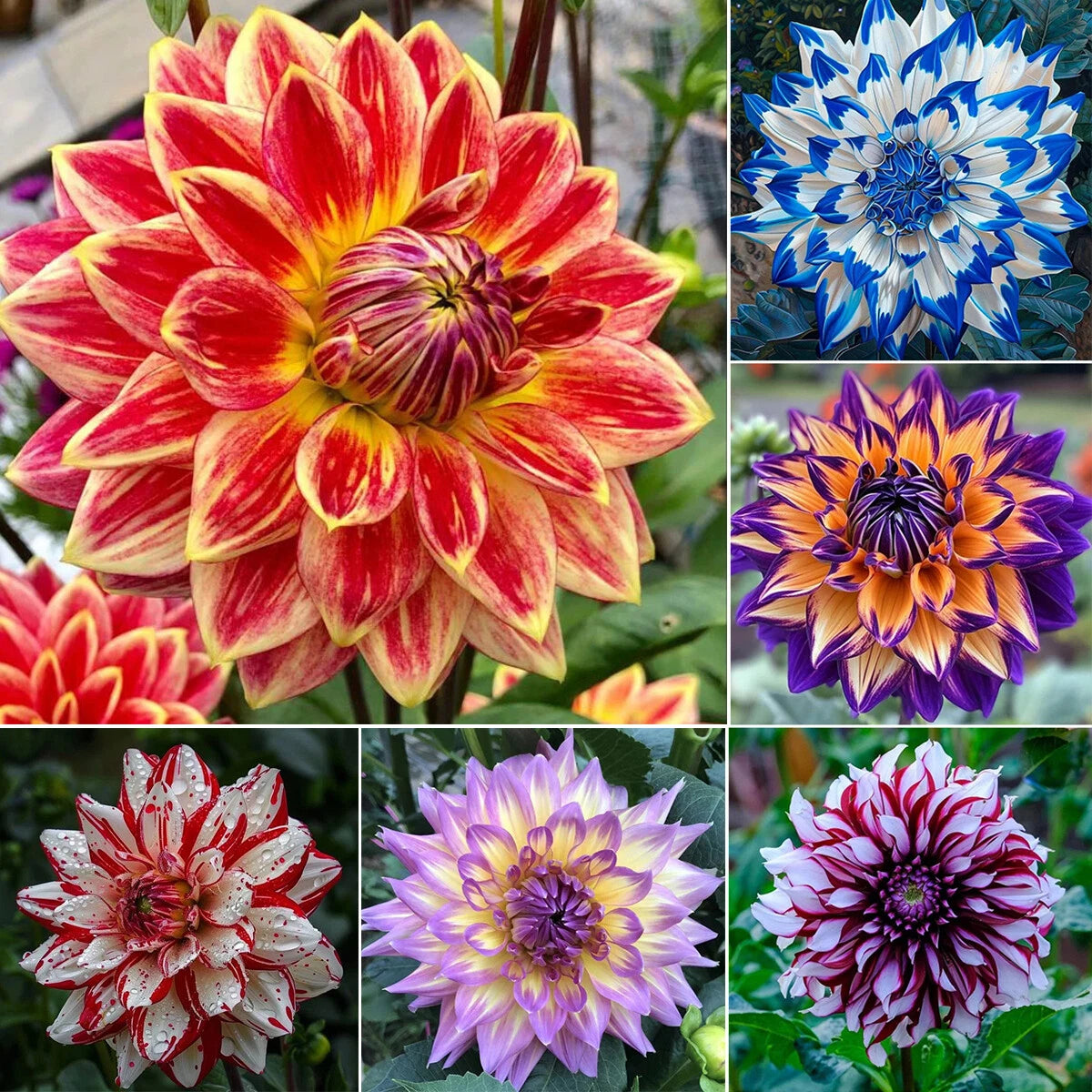PetalCrown – Rare Double Bloom Dahlia Garden Flowers