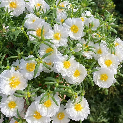 BloomOra – Sun Burst Moss Ross Seeds